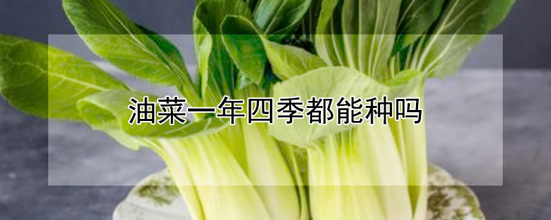 油菜一年四季都能种吗