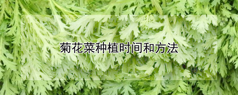 菊花菜种植时间和方法