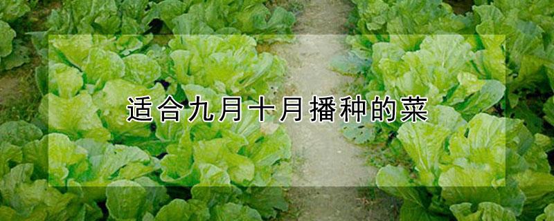 适合九月十月播种的菜
