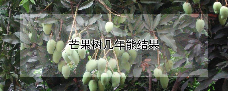 芒果树几年能结果