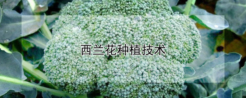 西兰花种植技术