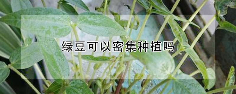 绿豆可以密集种植吗