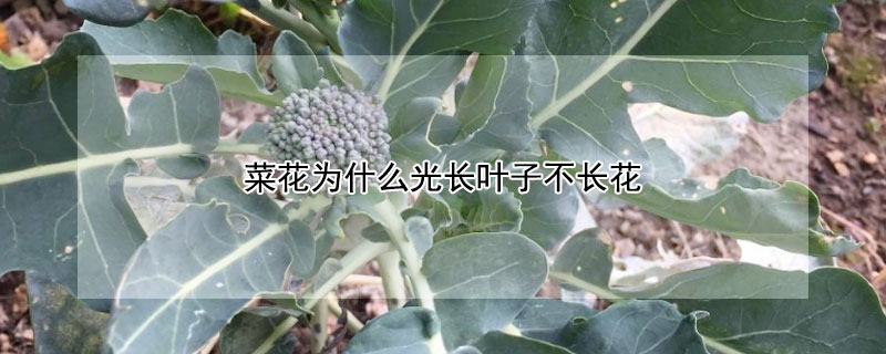 菜花为什么光长叶子不长花