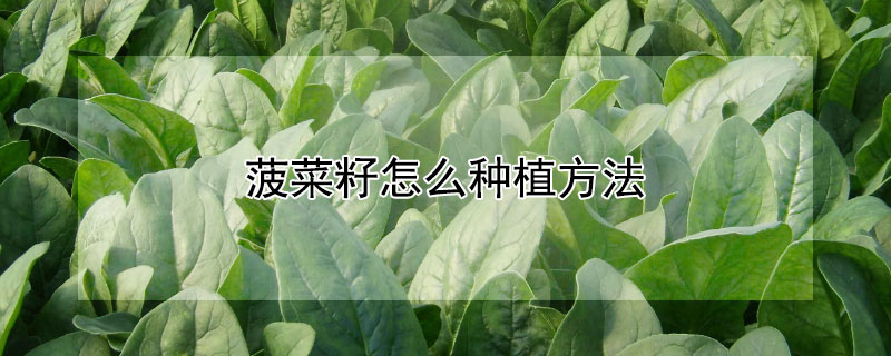 菠菜籽怎么种植方法