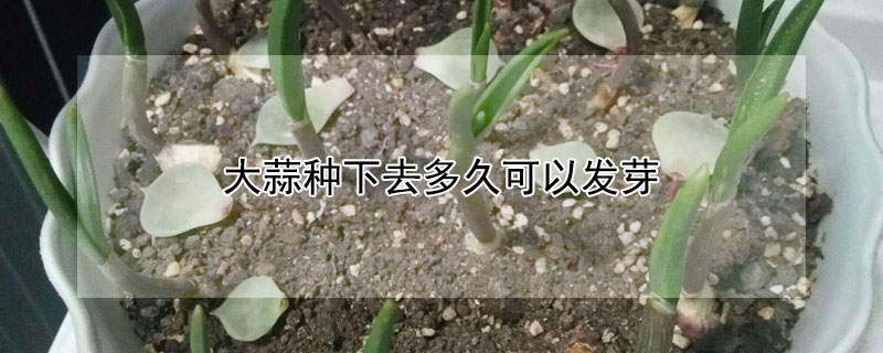 大蒜种下去多久可以发芽