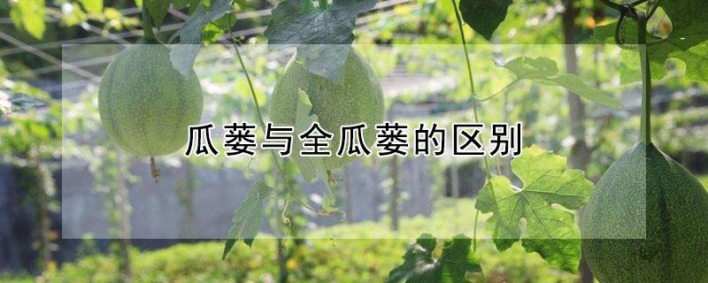 瓜蒌与全瓜蒌的区别