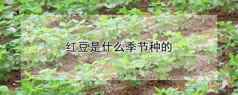 红豆是什么季节种的