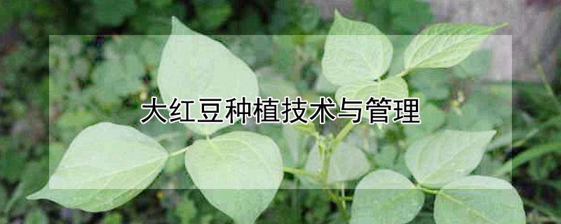 大红豆种植技术与管理