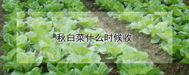 秋白菜什么时候收