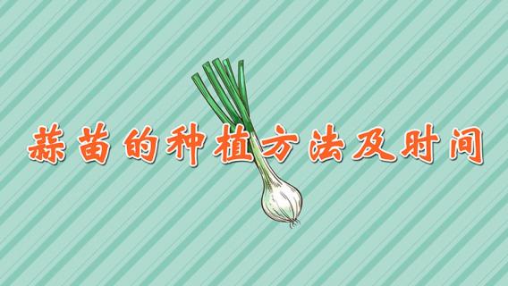 蒜苗的种植方法及时间