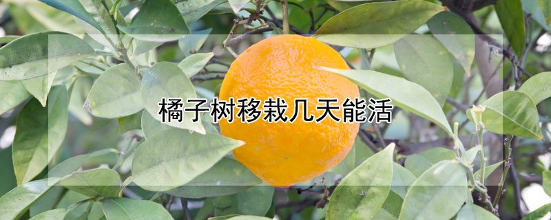 橘子树移栽几天能活