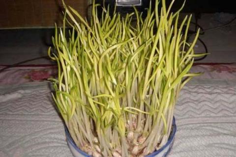 蒜黄种植技术