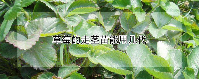 草莓的走茎苗能用几代