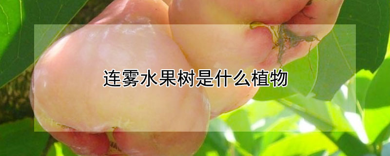 连雾水果树是什么植物