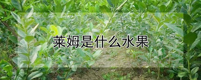 莱姆是什么水果 莱姆是什么水果几月熟