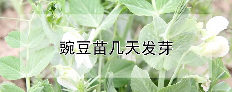 豌豆苗几天发芽