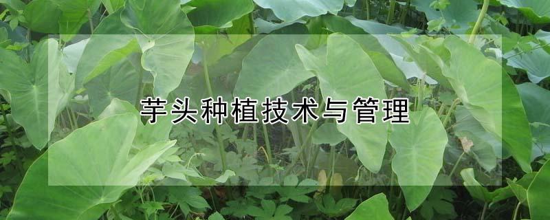 芋头种植技术与管理