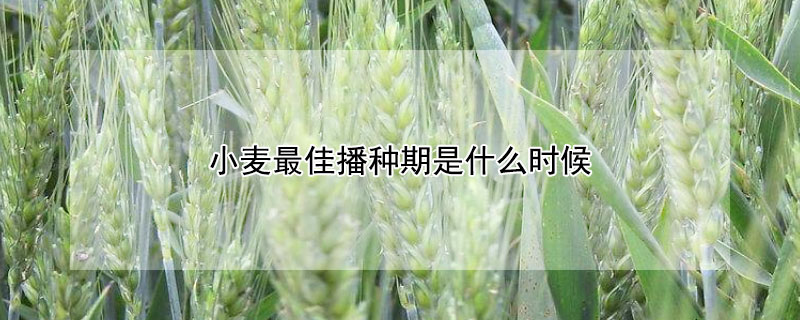 小麦最佳播种期是什么时候