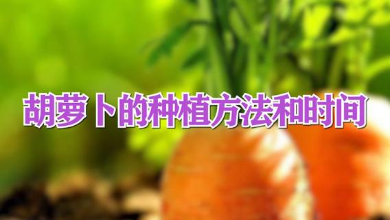 胡萝卜的种植方法和时间