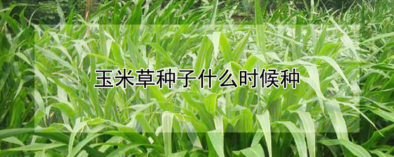 玉米草种子什么时候种