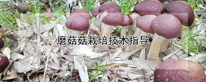 磨菇菇栽培技术指导
