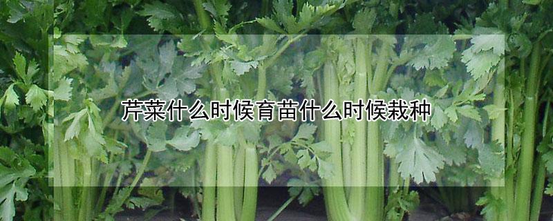 芹菜什么时候育苗什么时候栽种