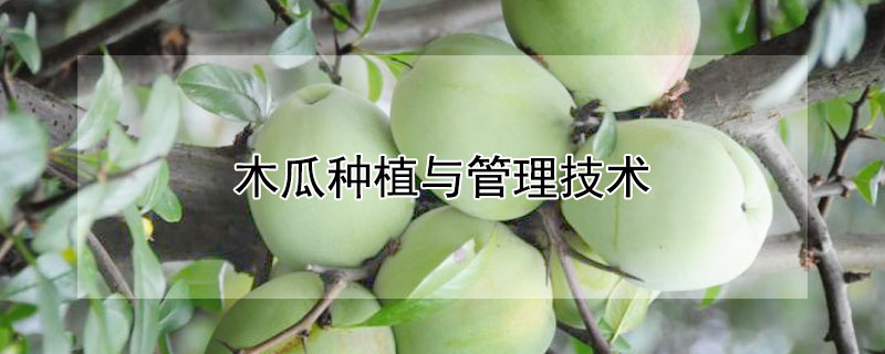 木瓜种植与管理技术