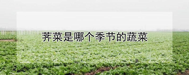 荠菜是哪个季节的蔬菜