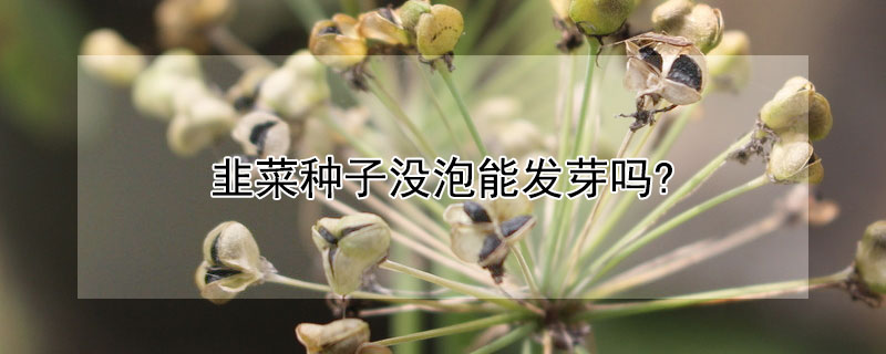 韭菜种子没泡能发芽吗?