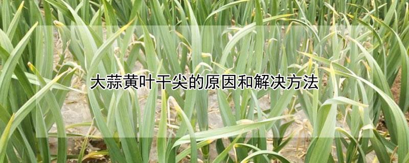 大蒜黄叶干尖的原因和解决方法