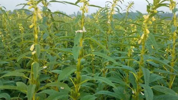 芝麻怎么种植技术