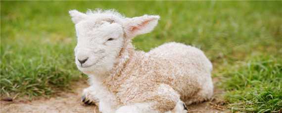 一只羊一年吃多少草料 一只羊一年吃多少草料合适