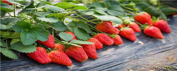 草莓种植大棚技术 草莓种植大棚技术水溶肥