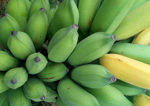 牛角蕉和芭蕉的区别，牛角蕉的功效（牛角蕉和香蕉区别）