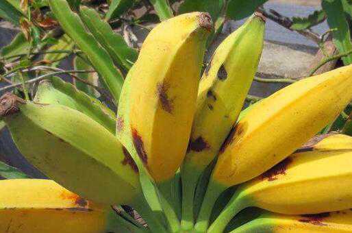 牛角蕉和香蕉区别，牛角蕉怎么吃好 牛角蕉好吃吗