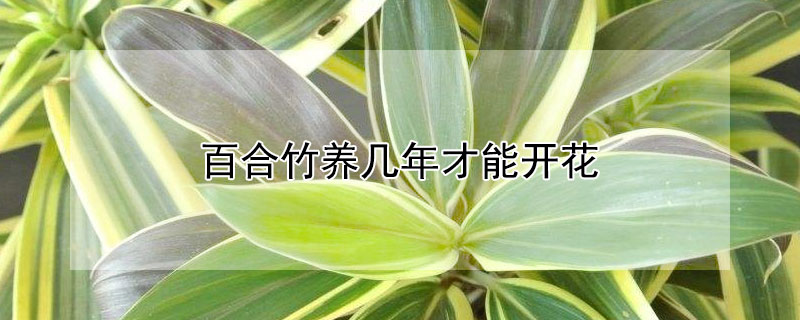 百合竹养几年才能开花 百合竹能活几年