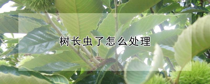 树长虫了怎么处理（枸杞树长虫了怎么处理）