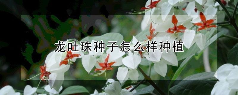 龙吐珠种子怎么样种植