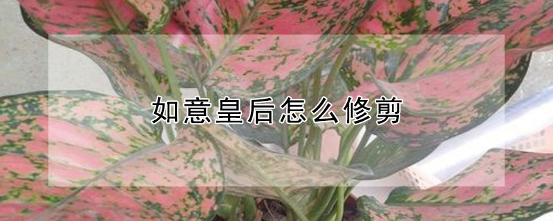 如意皇后怎么修剪