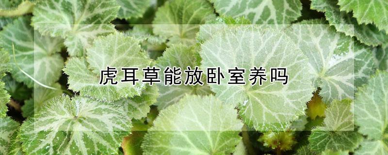 虎耳草能放卧室养吗 虎耳草能放在客厅养吗