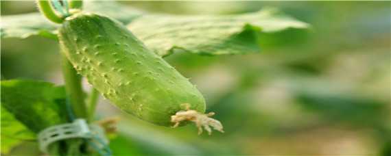 早春冷棚黄瓜种植技术 早春冷棚黄瓜种植技术与管理