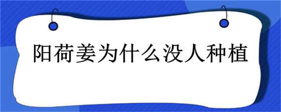 阳荷姜为什么没人种植