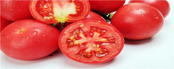 西红柿的栽培种植技术 西红柿的栽培种植技术视频