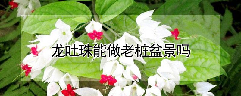 龙吐珠能做老桩盆景吗