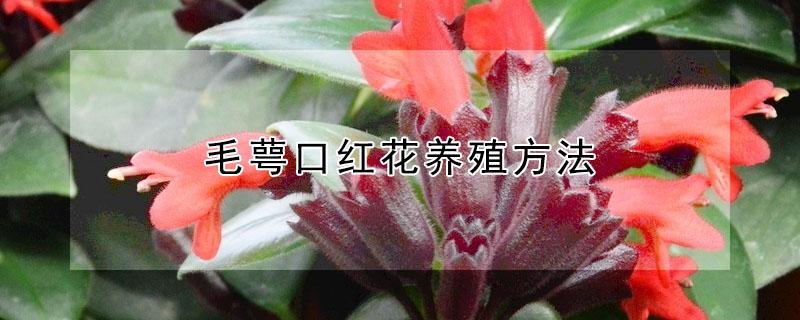 毛萼口红花养殖方法