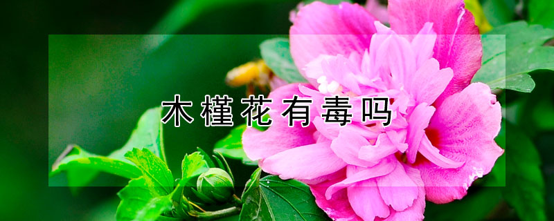 木槿花有毒吗