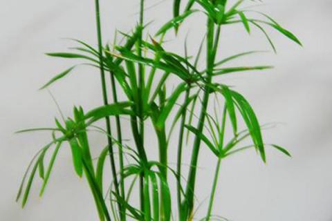 伞竹的养殖方法和注意事项