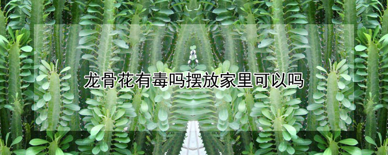 龙骨花有毒吗摆放家里可以吗