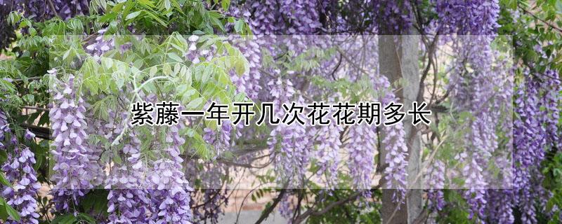 紫藤一年开几次花花期多长