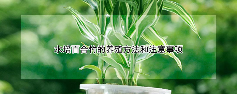 水培百合竹的养殖方法和注意事项（水培百合竹终于生根了）